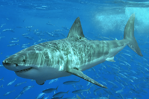 A Great White Shark