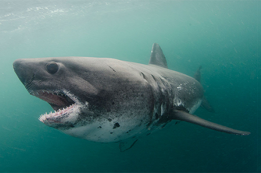 A Salmon Shark
