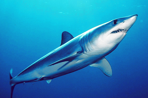 A Shortfin Mako Shark
